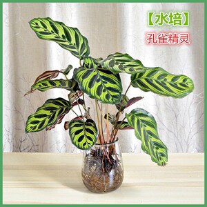 孔雀精灵水培植物花卉竹芋盆栽室内绿植水养客厅办公