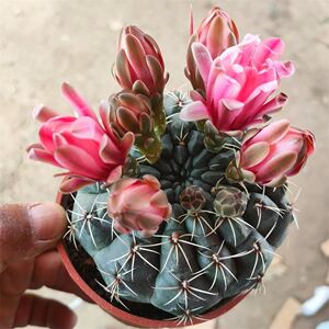 带花苞绯花玉菲花玉会开花的仙人球多肉植物开花盆栽阳台办公室