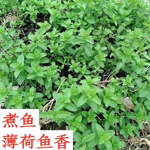 带根土薄a荷鱼香菜植物重庆农村野生阳台楼顶盆栽煮鱼调料