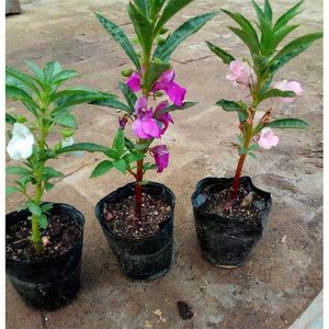 凤仙花指甲花苗-淘宝拼多多热销凤仙花指甲花苗货源拿货 - 阿里巴巴