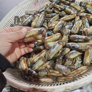 宁海珍鲜 长街蛏子无沙鲜活海鲜水产