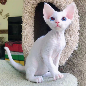 纯白德文卷毛猫幼猫活物 纯种包健康  猫舍   短毛小猫咪宠物幼崽