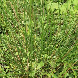 灯芯草种子水灯心花苗野席草可盆栽龙须草苗带根土新鲜现挖水草苗