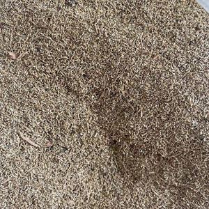 柳蒿芽种子种苗东北山野菜柳蒿籽家庭盆栽庭院特种蔬菜种子根苗