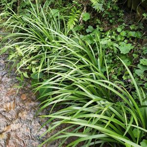 贵州野生三奈山赖沙姜盆景绿植香草五香草盆栽园艺草坪种鸡香草根