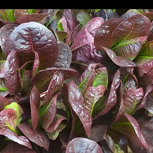咖啡香麦菜籽种子沙拉紫生菜种阳台种籽蔬菜菜籽种四季咖啡菜菜种