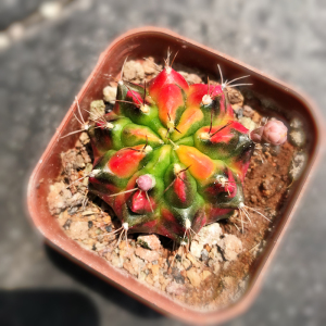 自根五彩光辉牡丹锦稀有开花精品仙人球品种颜色艳丽阳台防辐射花