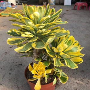 多头扇贝麒麟锦贝信麒麟群多肉植物自然锦仙人掌大戟科仙人柱盆栽