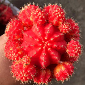 大颗嫁接仙人球多头彩带防辐射盆栽红球胭脂丸多肉植物花卉办公室
