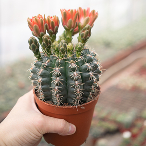 实生绯花玉磨盘缀化开花仙人球办公室内防辐射窗台盆栽新人入手