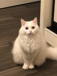 纯白异瞳狮子猫异瞳猫纯种狮子猫幼崽鸳鸯眼白猫山东x狮子猫仙女