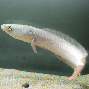 h雷龙鱼白甲雷龙鱼淡水观赏鱼冷水g凶猛鱼大型稀有鱼苗观赏鱼