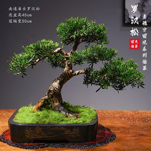 名贵迎客松盆景真树罗汉松老桩净化空气一物一拍好养乔迁新居盆栽