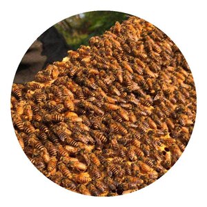 黄金中蜂双色蜂土蜂繁殖快产卵强贵州蜂王蜂群带箱带脾小黄蜂