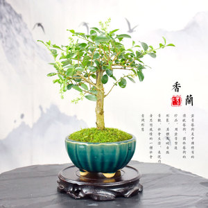 海南香兰盆景老桩桌面微型盆栽阳台前台办公桌四季常青开花植物