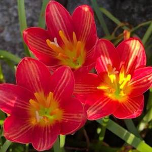 采缇 风雨兰种球葱兰重瓣葱兰韭菜兰花苗庭院阳台四季开花绿植花