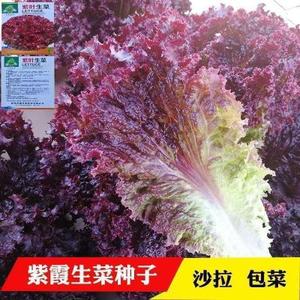 种叶紫生菜子有机沙拉菜种子蔬菜种子四季种植菜籽耐寒热庭院大田