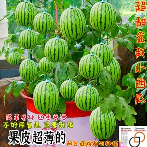 盆栽小西瓜种子不搭架薄皮无籽西瓜四季庭院阳台西瓜子水果种子