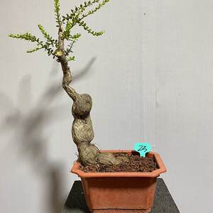 小叶红花树萝卜盆载 吊金钟 五翅莓庭院盆景 火山杜鹃盆栽 灯笼花