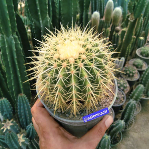 金虎仙人球实生仙人掌多肉植物硬刺开花小盆栽 办公室桌面防辐射