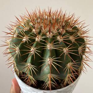 黄金云仙人球强刺属开花仙人球稀有品种多肉植物仙人掌组合盆栽