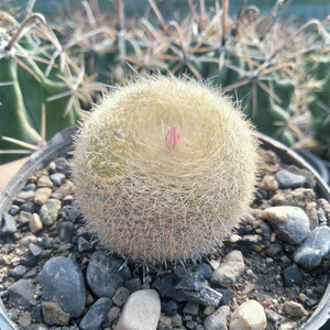 实生白雪光仙人球多肉植物 软毛仙人掌多肉植物开红花桌面防辐射
