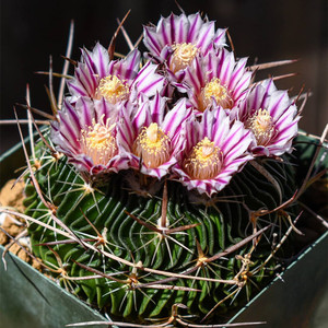 千波万波仙人球