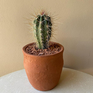 幸福柱仙人柱实生开花仙人柱武伦柱多肉植物仙人掌科桌面绿植盆栽