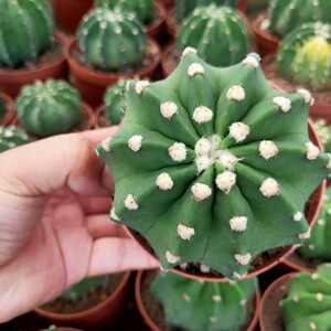 粉花短毛丸仙人球 稀有实生粉红色花仙人掌多肉植物办公室防辐射