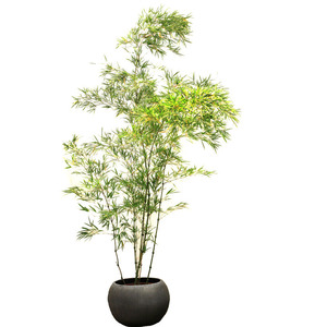 000人付款淘宝k禅意家养竹子苗耐寒大内尾院y阳台露盆栽观赏竹室型凤