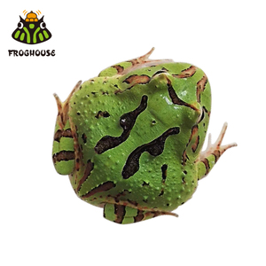 现货 绿蝴蝶角蛙活体活物爬宠两栖宠物蛙精品绿蝴蝶