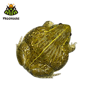 非牛苗巨型牛蛙宠物蛙角蛙爬宠非牛非钟角蛙非洲牛蛙苗子7人付款39