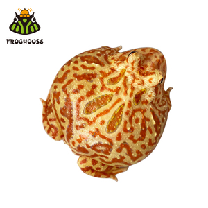 现货 火龙角蛙活体活物爬宠两栖宠物蛙招财蛙精品南美桌面宠物