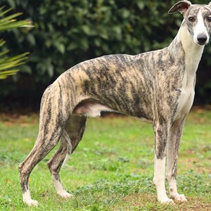 猎兔犬幼犬活体纯种格力犬惠比犬b特灵缇犬狩犬猎会活细狗逮兔狗