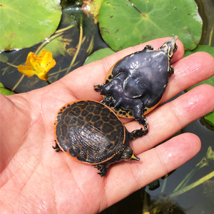珍珠鳖小鳖苗深水龟鱼缸混养宠物小乌龟活物大型甲鱼角憋淡水观赏