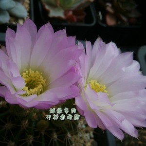 2021新品凤冠 实生仙人球多有刺萼属 稀有易开花s大花紫花品种 球