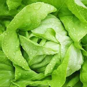 奶油生菜种子原厂包装四季种植农家阳台盆栽庭院蔬菜种籽沙拉专用