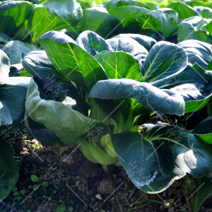 黑大头青菜种子青梗菜种子油菜种子耐寒耐低温苏州青青梗菜种籽