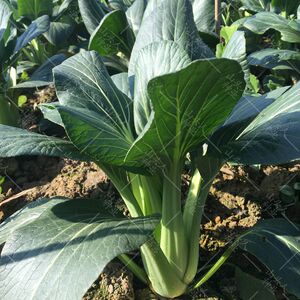春雨种苗淘宝油冬菜种籽种子杭州油冬儿油白菜种菜籽青菜大籽种春季