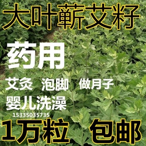 药用艾草艾叶种籽 艾绒蕲艾植物大叶艾草种子野生艾草苗五月艾籽