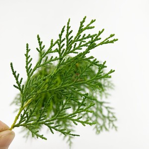 新鲜扁柏叶 侧柏叶枝 绿松枝 松树叶西餐店餐厅蛋糕烘培摆盘装饰