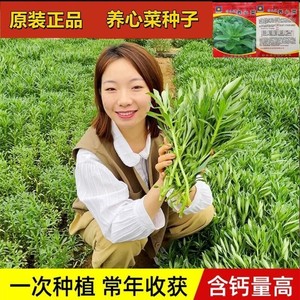 高钙救心菜养心菜种子四季播种三七菜盆栽阳台庭院特色野菜蔬菜籽