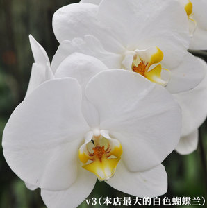 大白v3蝴蝶兰白色大花3.5寸杯大叶带花剑港谷蝴蝶兰花卉