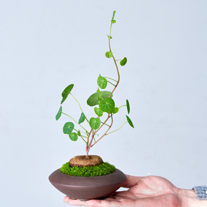 山乌龟盆景金不换盆栽懒人绿植室内窗台阳台观叶耐旱好养爬藤植物