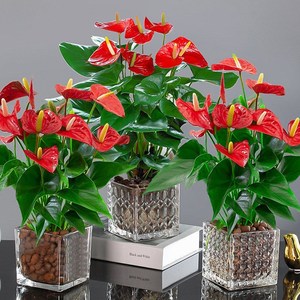 红掌盆栽带花红掌白掌大盆好养绿植盆栽室内花卉水培一帆风顺鸿运