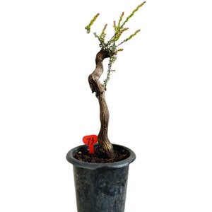 小叶红花树萝卜盆载 吊金钟 五翅莓庭院盆景 火山杜鹃盆栽 灯笼花