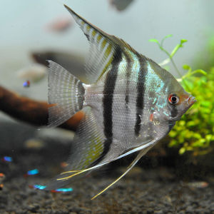 神仙燕鱼观赏鱼三色熊猫仙雪燕黑仙墨燕陨石秘鲁蓝魔红背埃及神仙