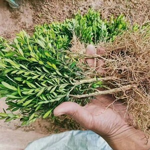 皱皮雀舌小叶黄杨扦插苗,清地处理,100颗起售,高度20左右