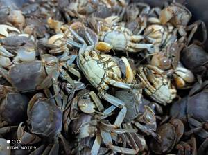 山东潍坊羊口特产野生嘟噜子发财蟹生腌海蟹活腌醉蟹白玉蟹毛蟹