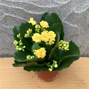 长寿花四季常开